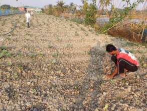 Vegetable garden for cooperative members