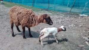 Livestock rearing provides economic support