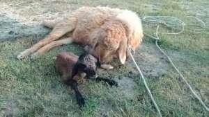 Sheep are giving birth to new lamb