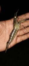 White gold of Bangladesh