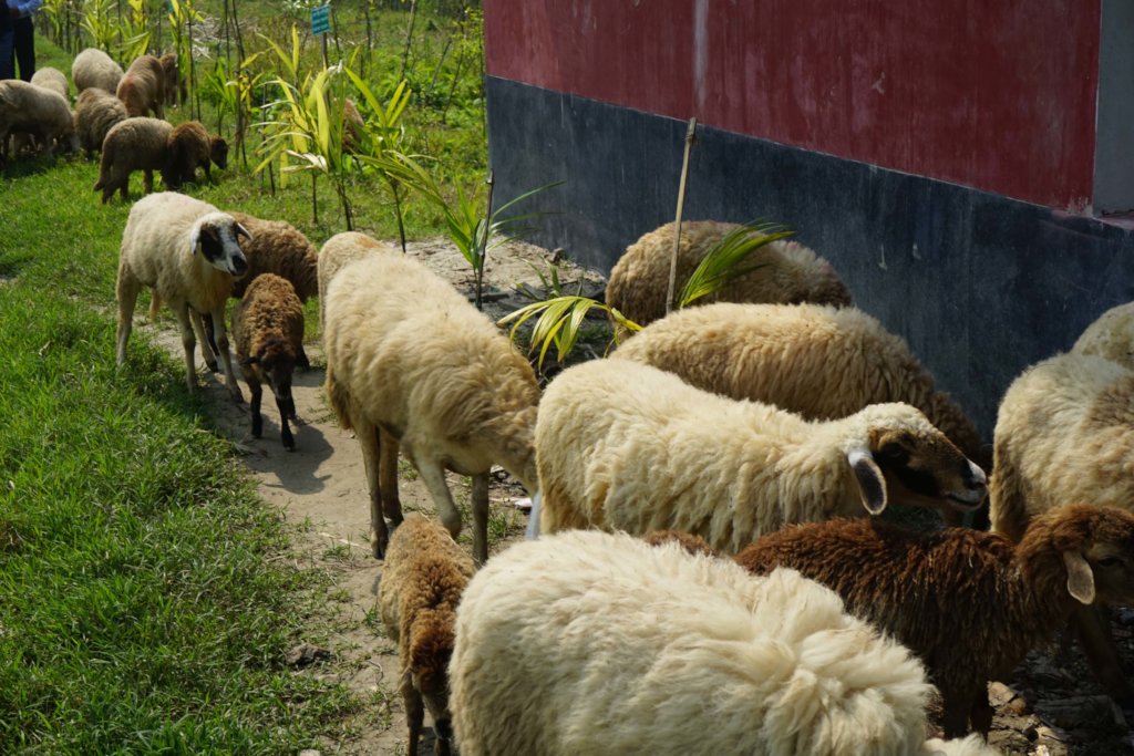 Promoting Natural Farming Practices in Bangladesh