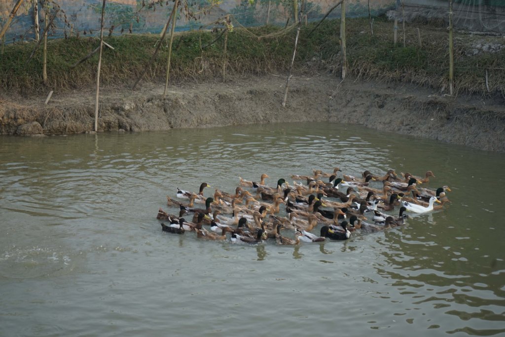 Promoting Natural Farming Practices in Bangladesh