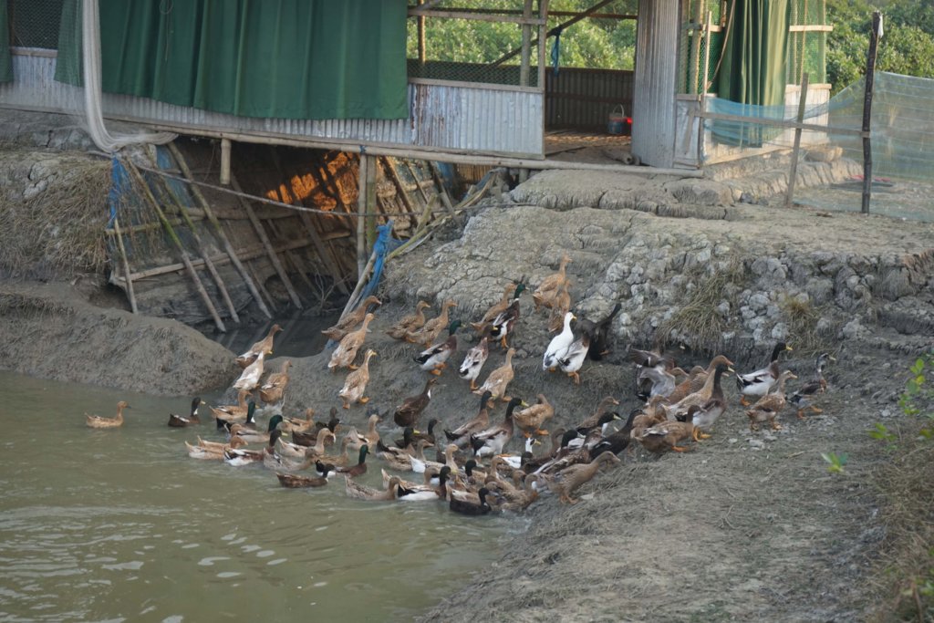 Promoting Natural Farming Practices in Bangladesh