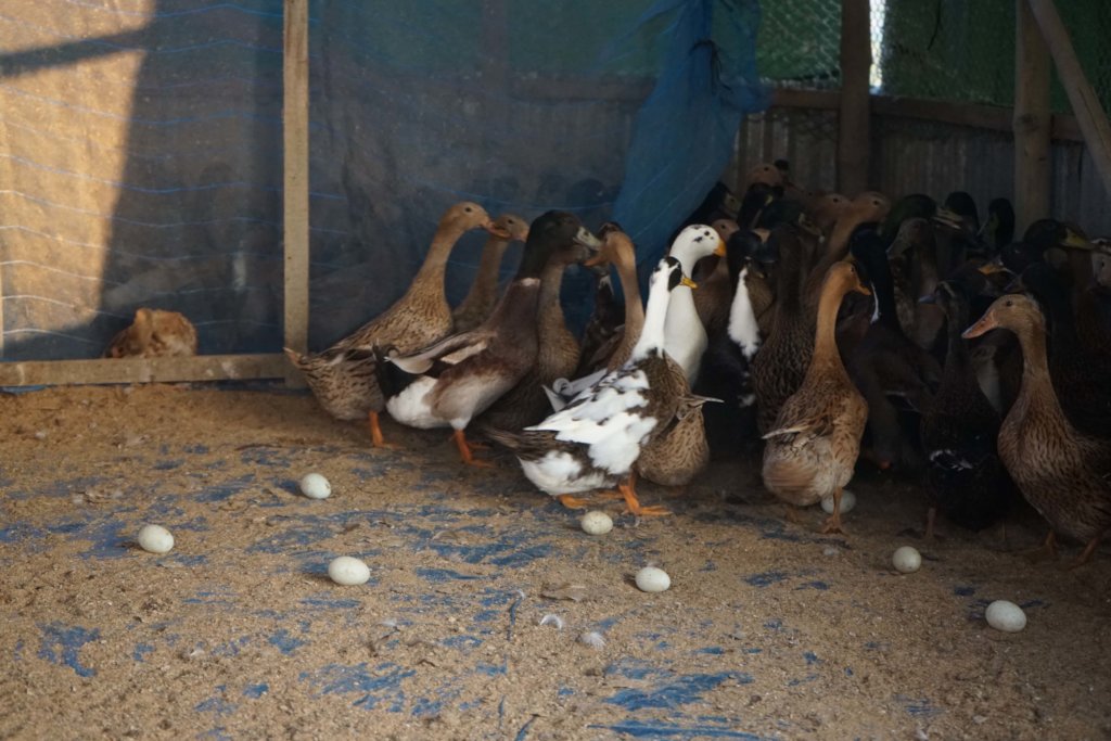 Promoting Natural Farming Practices in Bangladesh