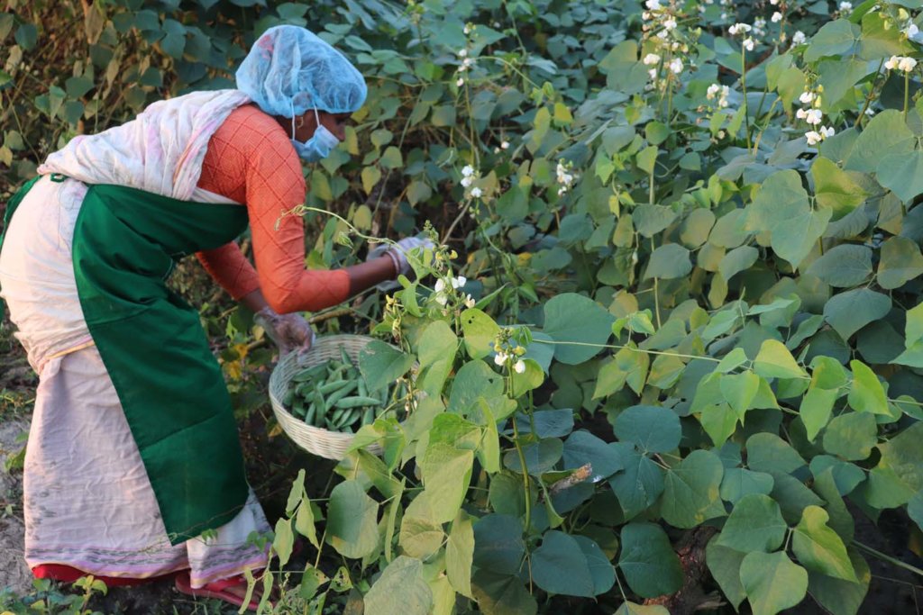 Promoting Natural Farming Practices in Bangladesh
