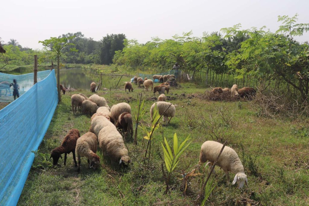 Promoting Natural Farming Practices in Bangladesh