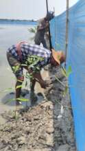 Planting mangrove in shrimp farm