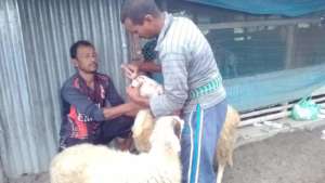 Sheep are being vaccinated