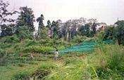 Cultivating medicinal plants in India