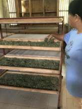 drying moringa leaves