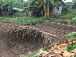 Supporting gardens for income