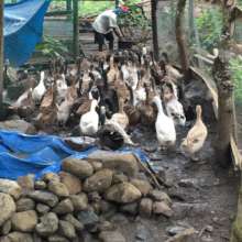 Duck-based livelihood