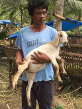 Providing small animals