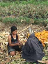 A mountain girl de-husking corn