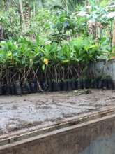 Seedling delivery