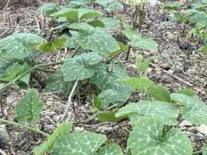 vegetable growing and distribution