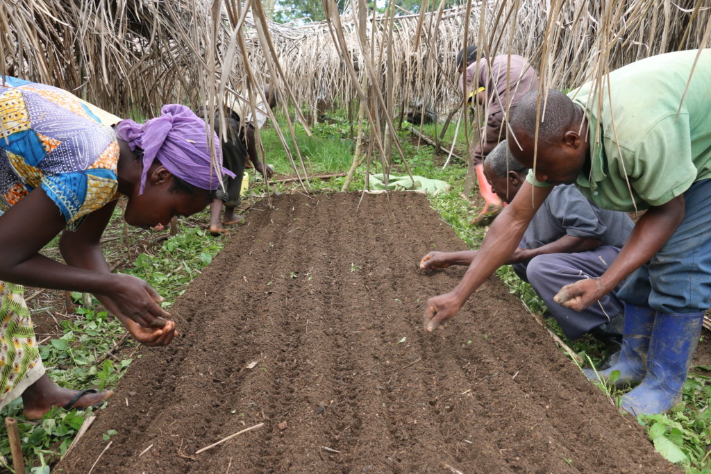 Emergency Irrigation for Cabbage