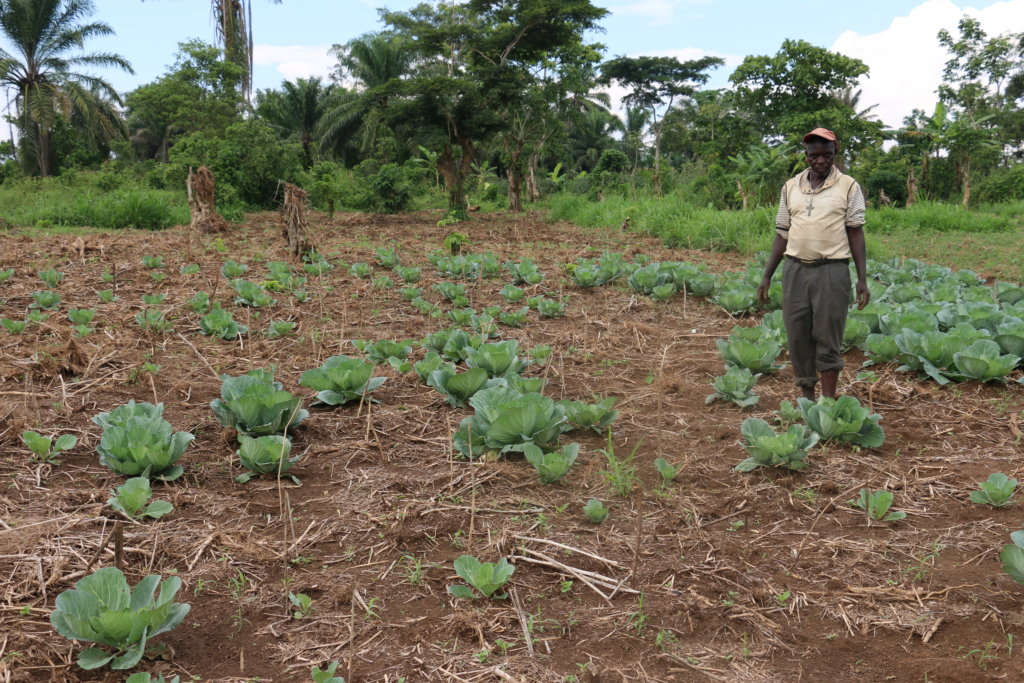 Emergency Irrigation for Cabbage