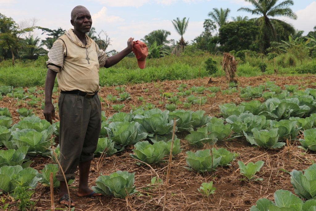 Emergency Irrigation for Cabbage