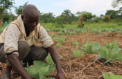 Emergency Irrigation for Cabbage
