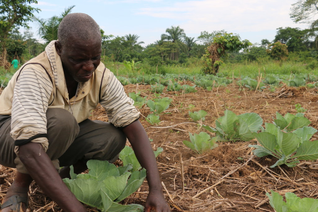 Emergency Irrigation for Cabbage