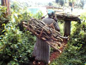 Women carrying woods from forest