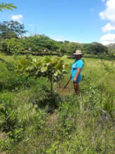 Campesinos que cuidan los arboles
