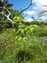 Arboles que crecen fuertes  para recibir las aves