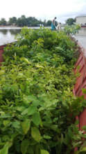 Los arboles llegando