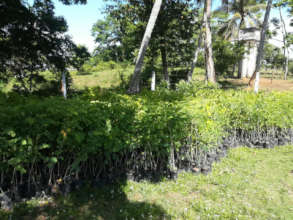 2.000 arboles llegando a su nuevo hogar