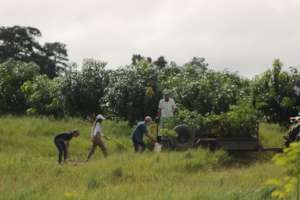 Transporting the trees for planting