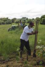 Planting trees