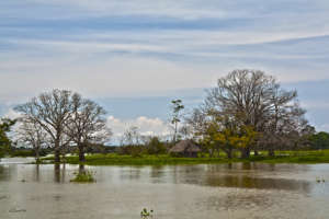 Floods affect the entire enviroment