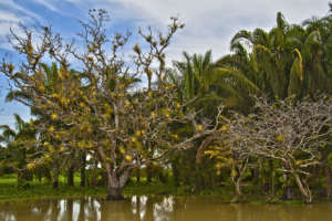 Imagine this trees recovered and protected.