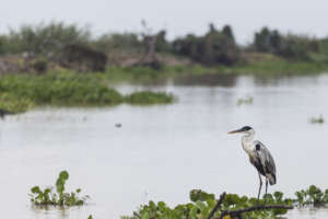Migratory bird and deforestation