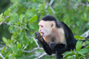 Monkey in the forest - Ayapel