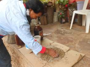 Preparation of creole corn seeds for planting