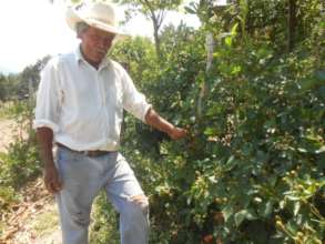 Blackberry plantation in Joyas del Real