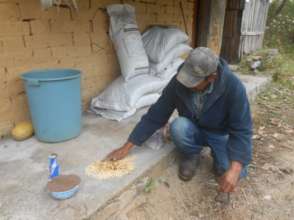 Preparation of seeds for planting in Tonatico