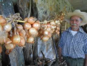 Backyard production of onions in Tonatico