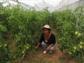 Organic tomato greenhouse Tonatico Pinal de Amoles