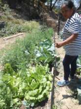 A backyard garden, Pinal de Amoles, Qro.