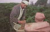 Promoting Organic Coffee in Mexico