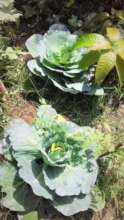 Cauliflowers