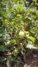 Tomatoes