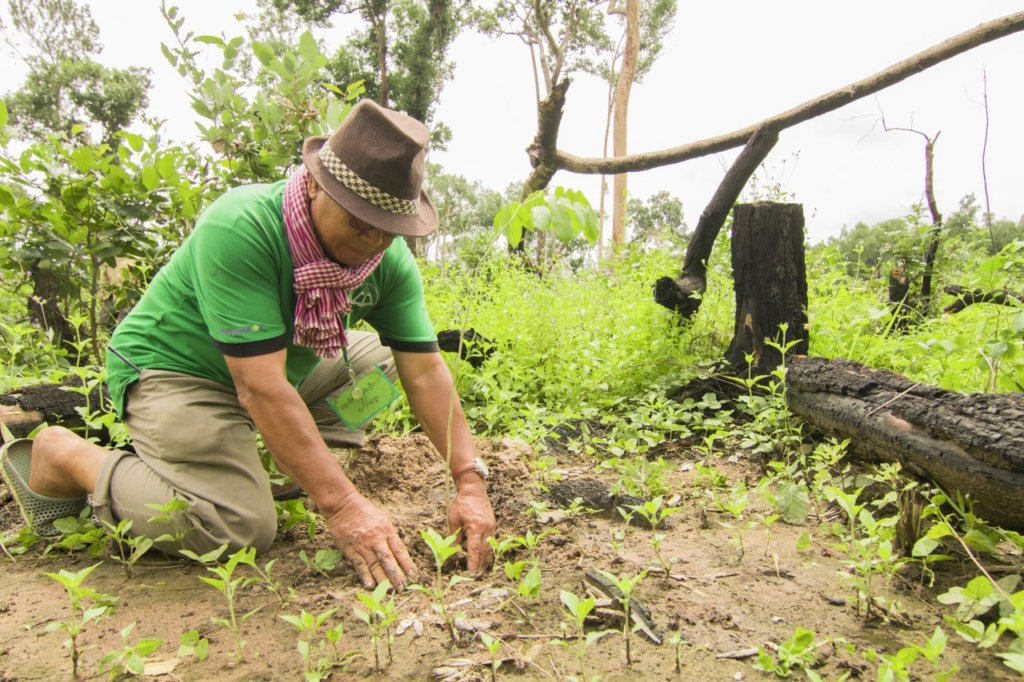 Plant Trees to Restore Cambodian Forests