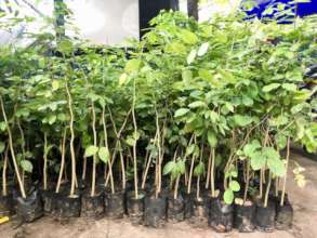 Here are some of the rosewood trees we'll plant.
