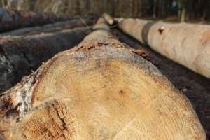 Stay tuned to hear where we will plant more trees.