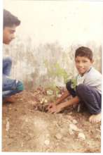 Tree Plantation