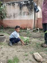 Tree Plantation